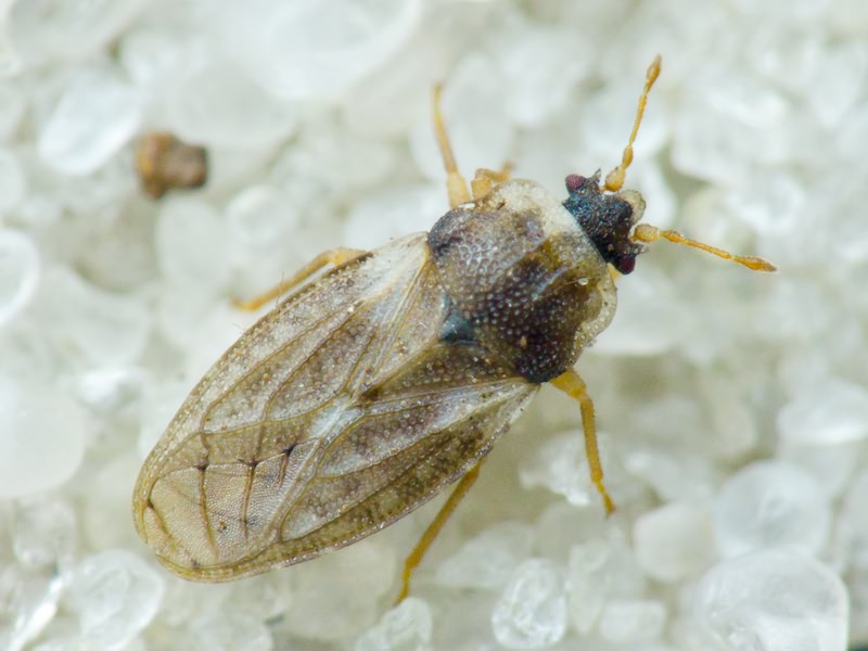 Piesma capitatum (Wolff, 1804)